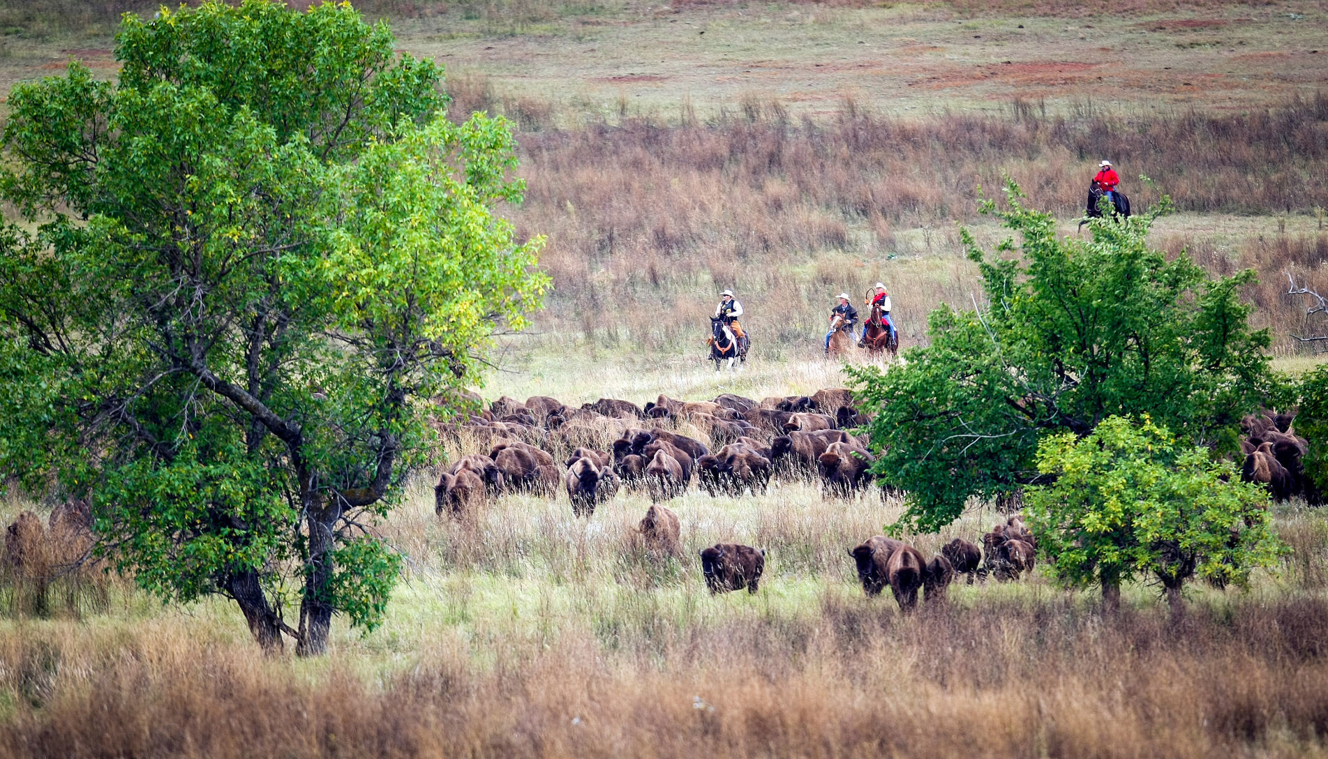 54th Annual Buffalo Roundup at Custer State Park